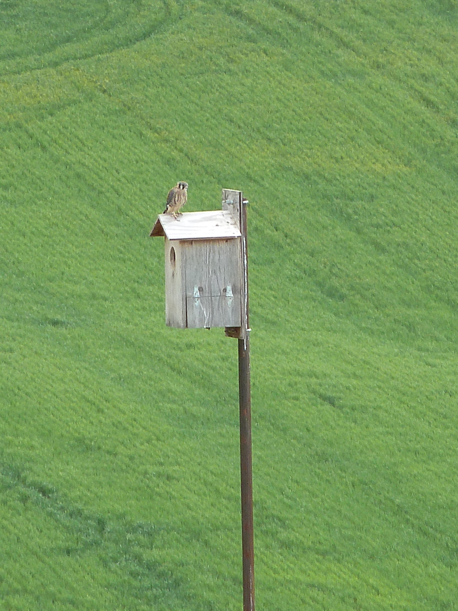 baby_kestrel_1web