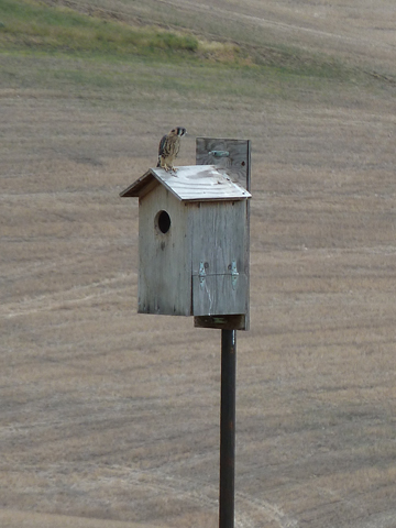 baby_kestrel_2web