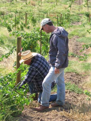 2007_leroy_scott young vineyard