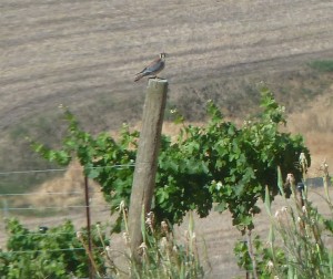 sitting_kestrel_web